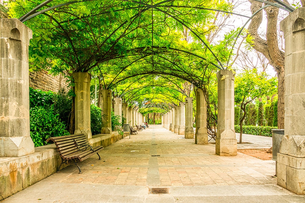 palma