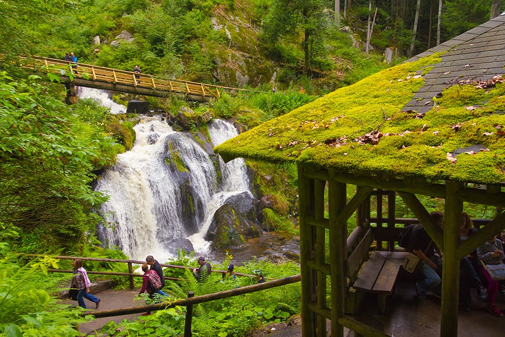 que ver en la selva negra