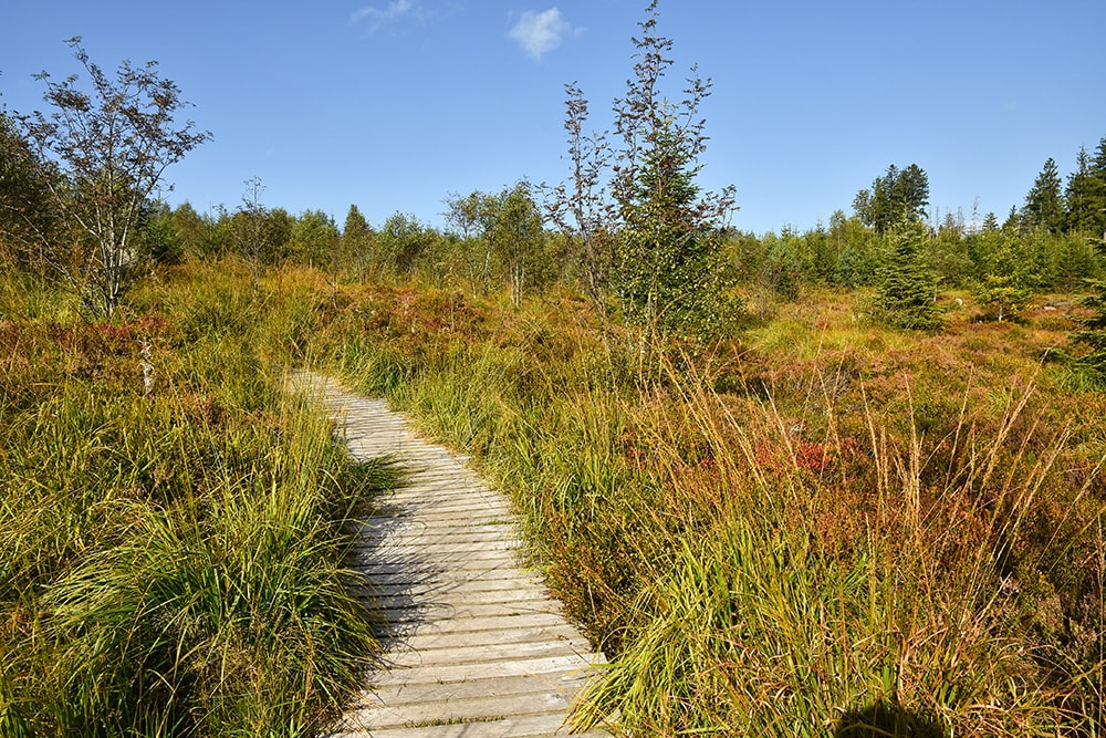 que ver en la selva negra con niños