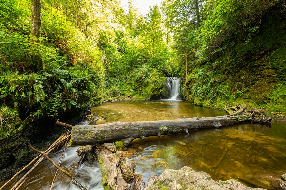 viaje a la selva negra