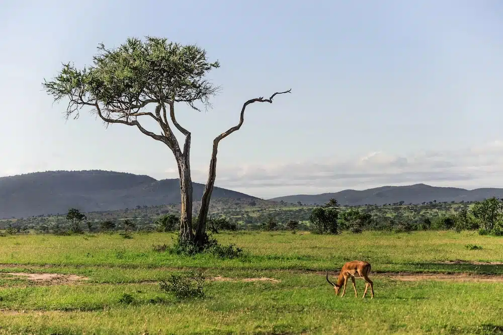 mejor seguro viaje kenia